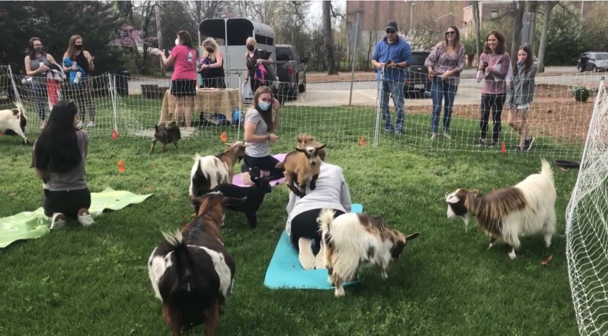 Goat Yoga 2